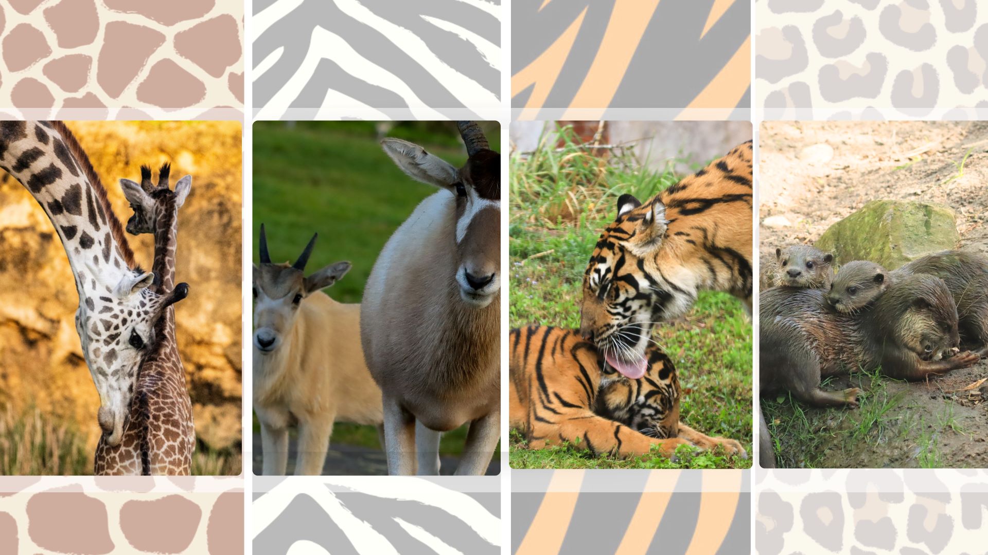 Baby Animals at Animal Kingdom Shine for Mother