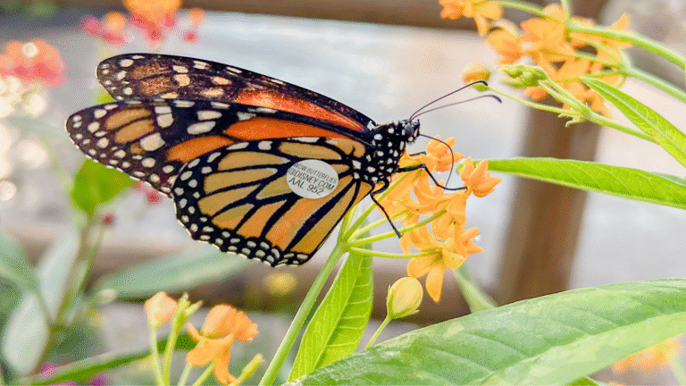 Butterflies at EPCOT Tracked with Baby Backpacks