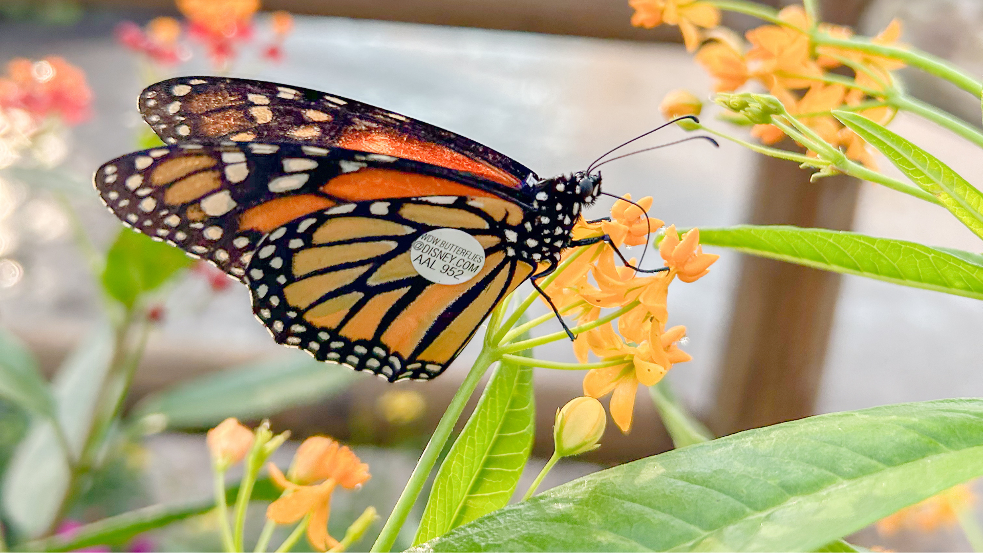 Butterflies at EPCOT Tracked with Baby Backpacks
